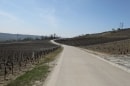 vignes de Damery